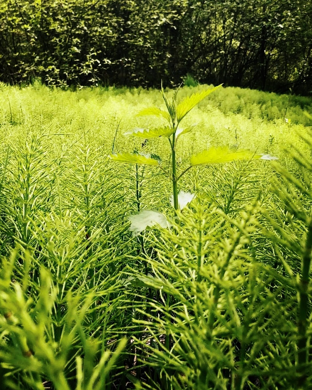 A single stinging nettle standing above a dense spring stand of horsetail at a woodland edge.