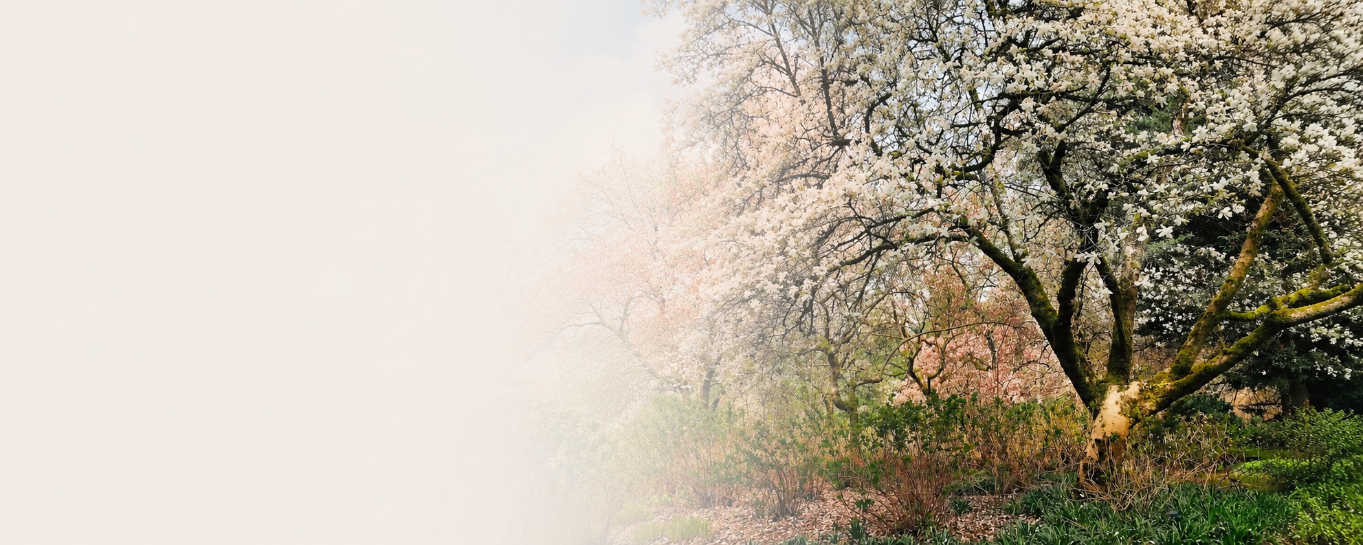 A magnolia tree in full white bloom in a spring garden.
