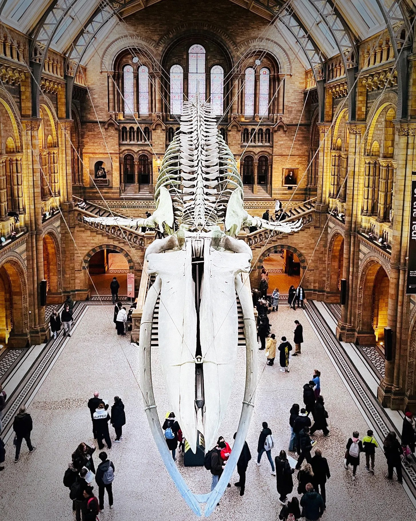 Hope, the blue whale skeleton, suspended twenty-five metres long in the entrance hall of the Natural History Museum, London.